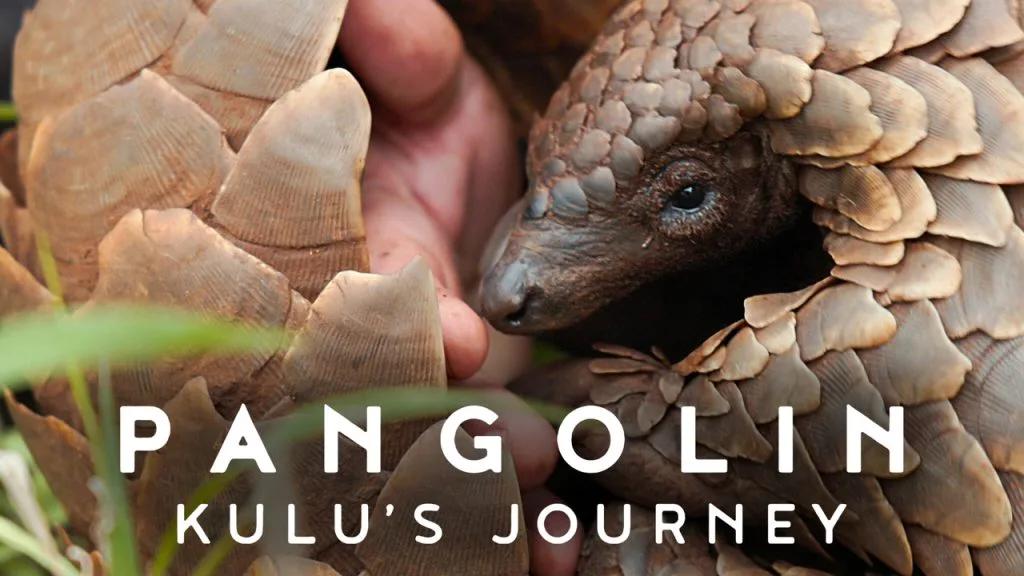 Pangolin Kulu’s Journey (2025)